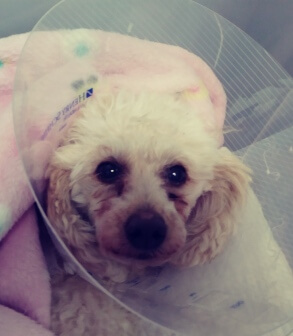 FHO Surgery Saves A Poodles Life!