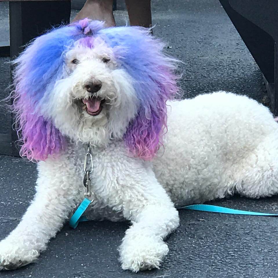 Chilly’s Final Tour – A Celebrity Therapy Dog’s Last Days #chillythepoodle