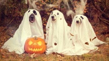 Halloween Pet Safety Alert!