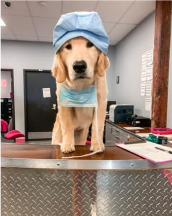 We are Open and Here to Help with your pet’s Surgery and Dental needs.
