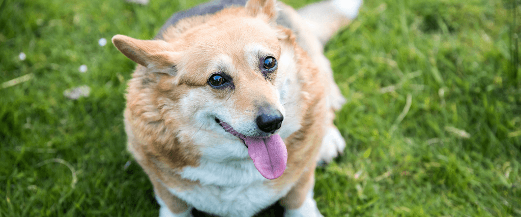 What Your Veterinarian Needs You To Know About Your Dog’s Weight